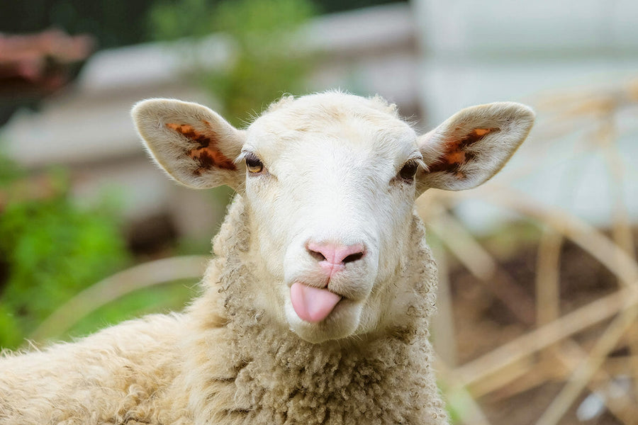 A cool article about Sheep